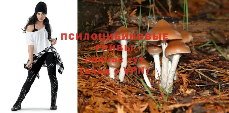 Галлюциногенные грибы Magic Shrooms  Грязи 